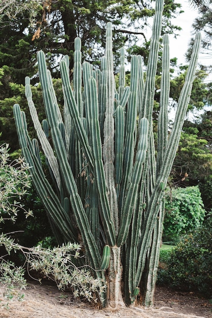 Foto gratuita planta de plantas suculentas