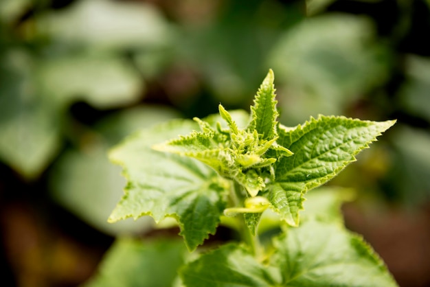 Foto gratuita planta de primer plano con fondo borroso