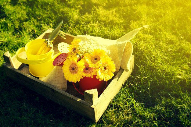 planta de la protección temporal de Pascua amarillo