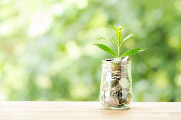 Planta que crece de monedas en el frasco de vidrio en la naturaleza borrosa