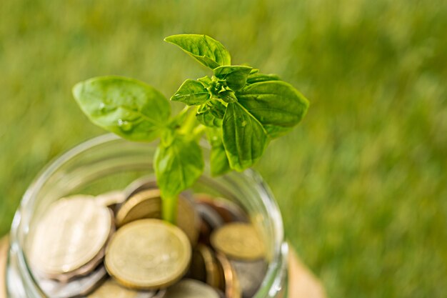 Planta que crece en monedas tarro de cristal por dinero en hierba verde