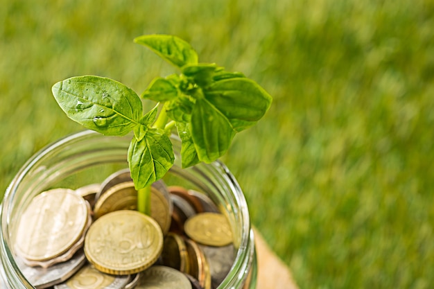 Planta que crece en monedas tarro de cristal por dinero en la hierba verde