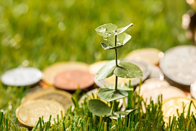 Planta que crece en monedas tarro de cristal por dinero en la hierba verde