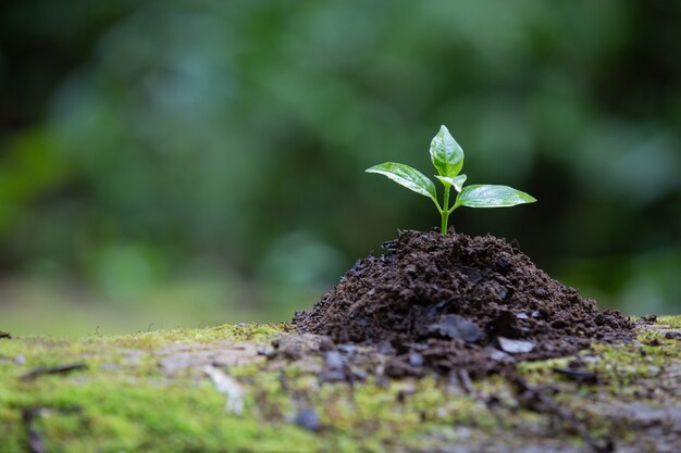 Planta que crece en el suelo