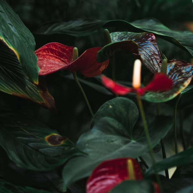 Planta roja y verde de cerca