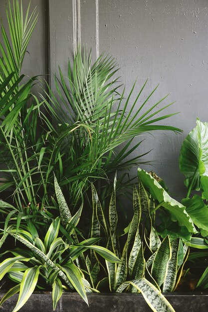 Planta de serpiente junto al taro y planta de palma cerca de la pared gris