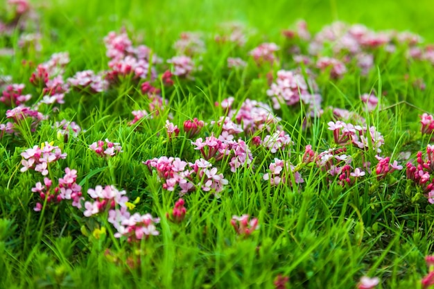 Planta silvestre de flor rosa