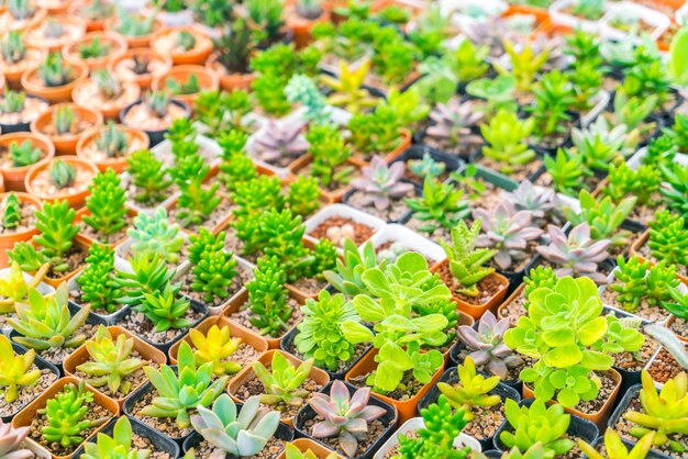 planta de simetría suculento seca