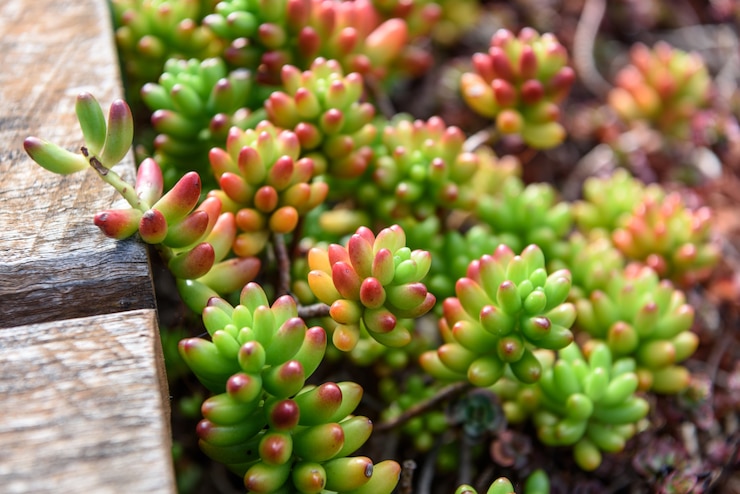 Foto gratuito planta suculenta de cerca