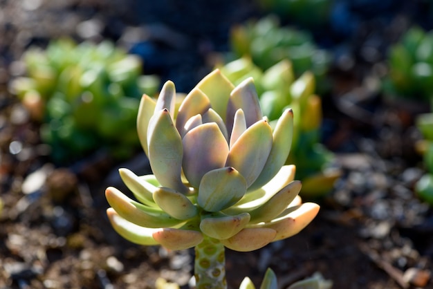 Planta suculenta en luz natural del sol en fondo borroso