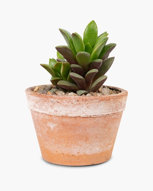 Planta suculenta en un objeto de decoración del hogar maceta de terracota