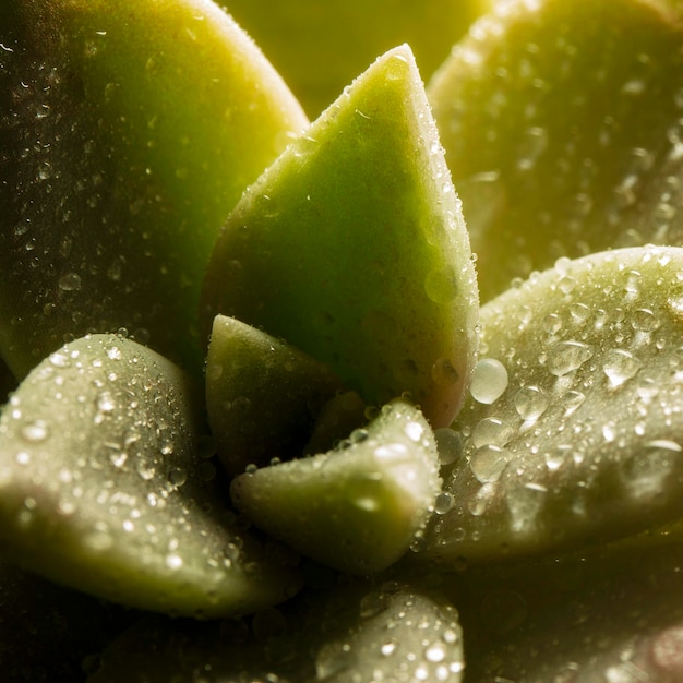 Planta suculenta de primer plano con gotas de agua