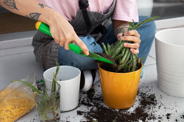 Planta de trasplante de manos alto ángulo