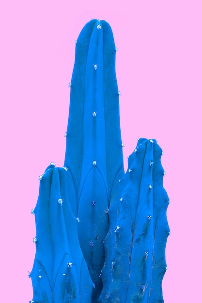 Foto gratuita planta tropical azul en rosa