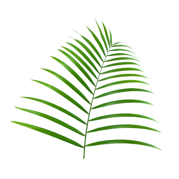 planta tropical diagonale hoja holiday palma