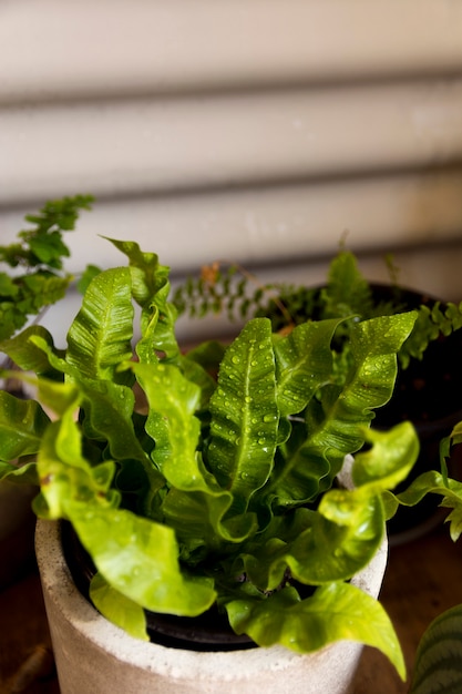 Planta verde de alto ángulo en maceta