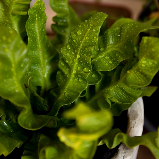 Planta verde de alto ángulo con primer plano de gotas de agua