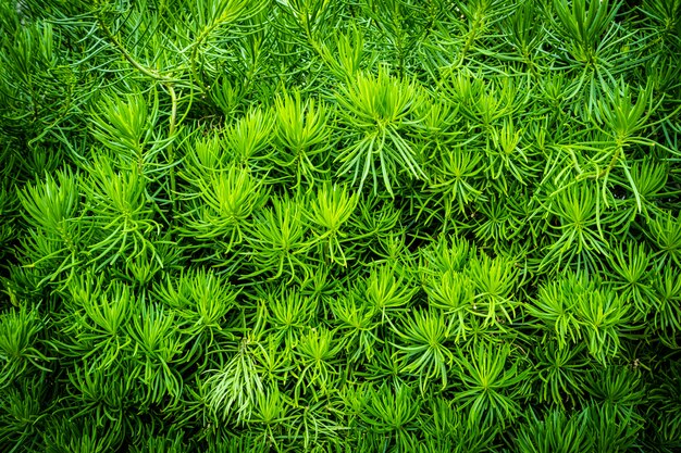 Planta verde de árboles y hojas de texturas y superficie.