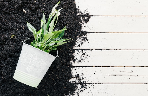 Foto gratuita planta verde en balde con suelo en banco de madera