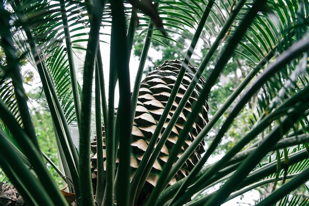 La planta verde deja el fondo