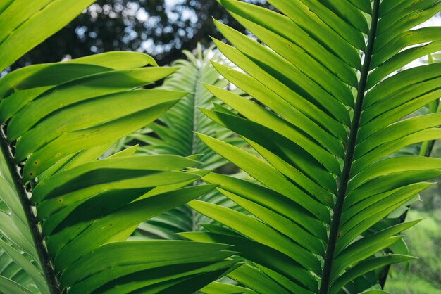 La planta verde deja el fondo