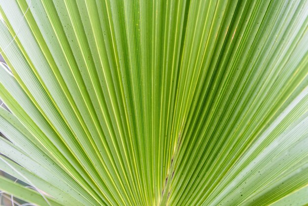 La planta verde deja el fondo