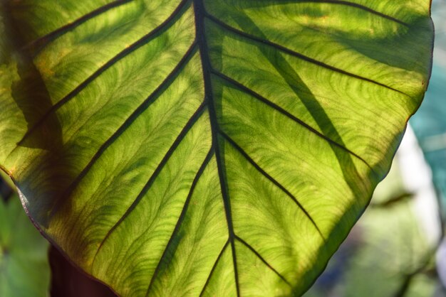 La planta verde deja el fondo