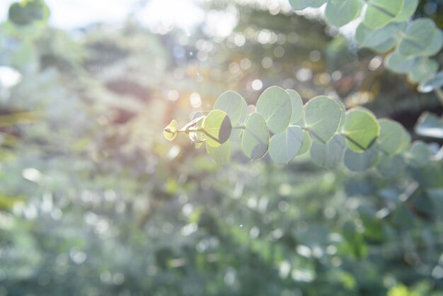 La planta verde deja el fondo