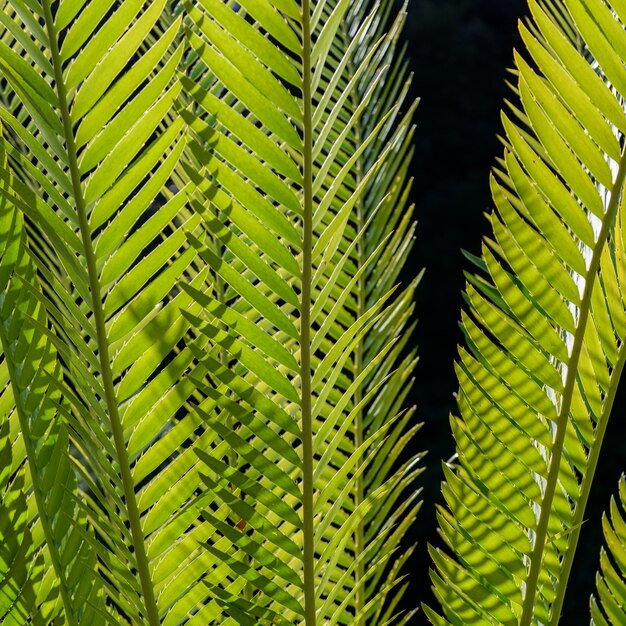 La planta verde deja el fondo