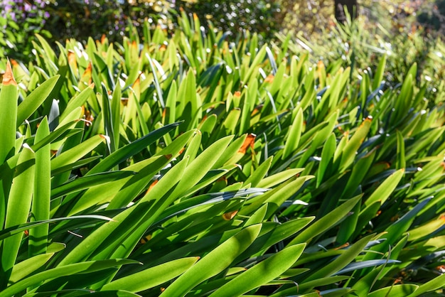 La planta verde deja el fondo