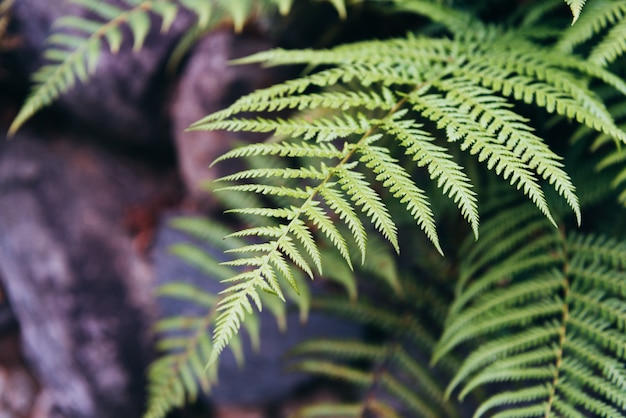 La planta verde deja el fondo