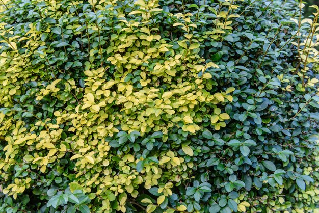 La planta verde deja el fondo