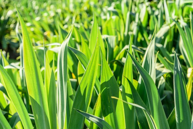 La planta verde deja el fondo