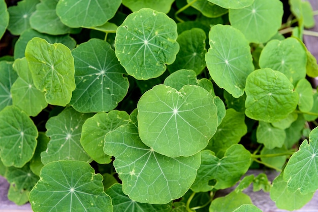 Foto gratuita la planta verde deja el fondo