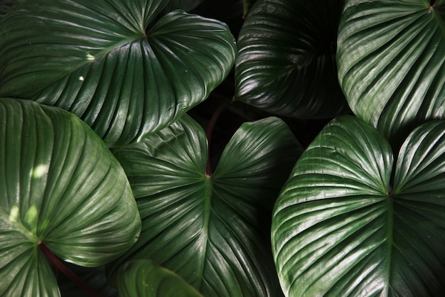 La planta verde deja la naturaleza