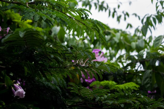 Planta verde con flores púrpuras