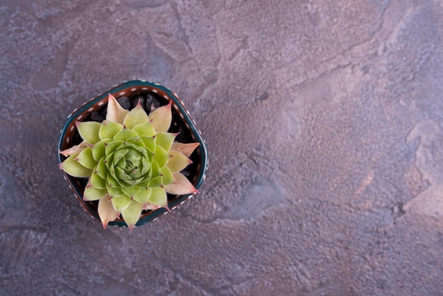 Planta verde en mesa de pizarra con espacio de copia