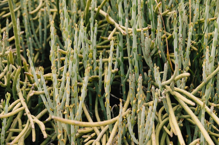 Foto gratuito planta verde que crece en verano