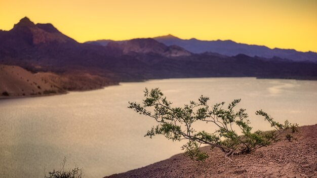 Planta verde en suelo marrón cerca del lago durante el día