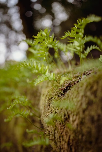 Planta verde en suelo marrón