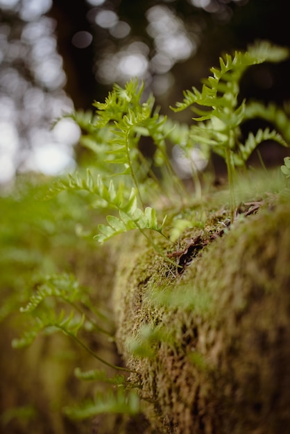 Planta verde en suelo marrón