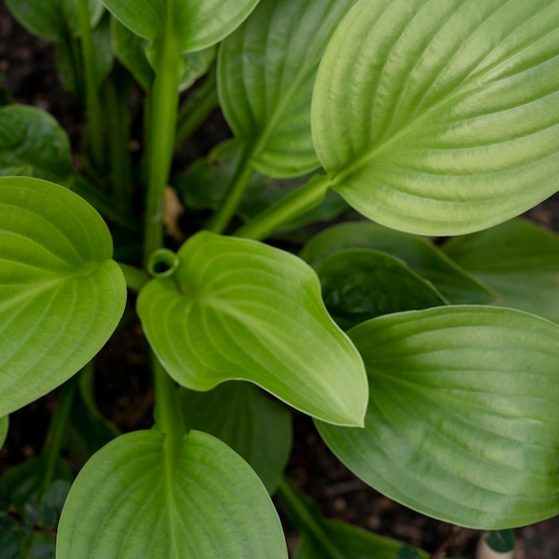 Planta verde vista superior al aire libre