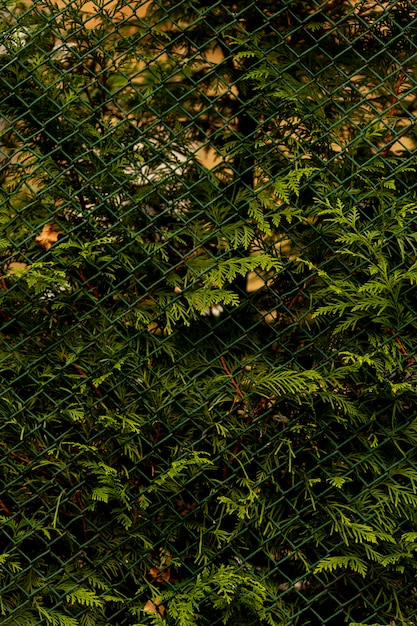 Planta verde vista a través de una valla de alambre