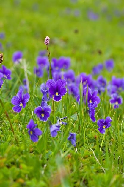 Planta de violeta salvaje