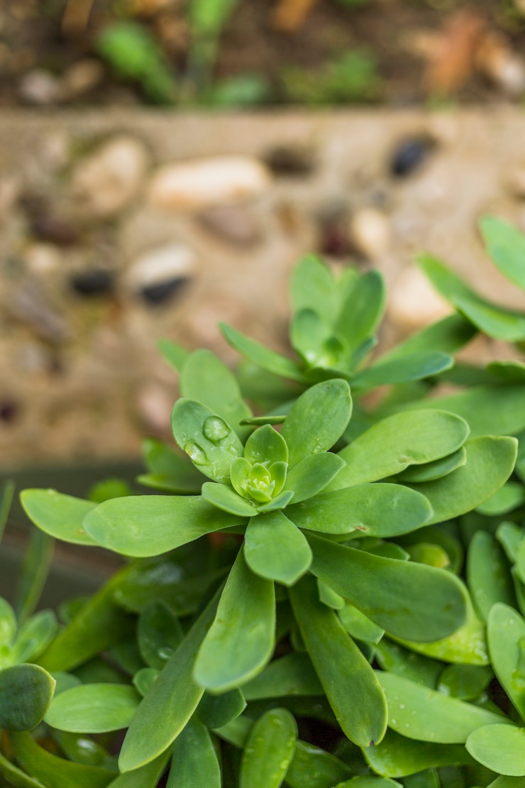 Foto gratuito la planta