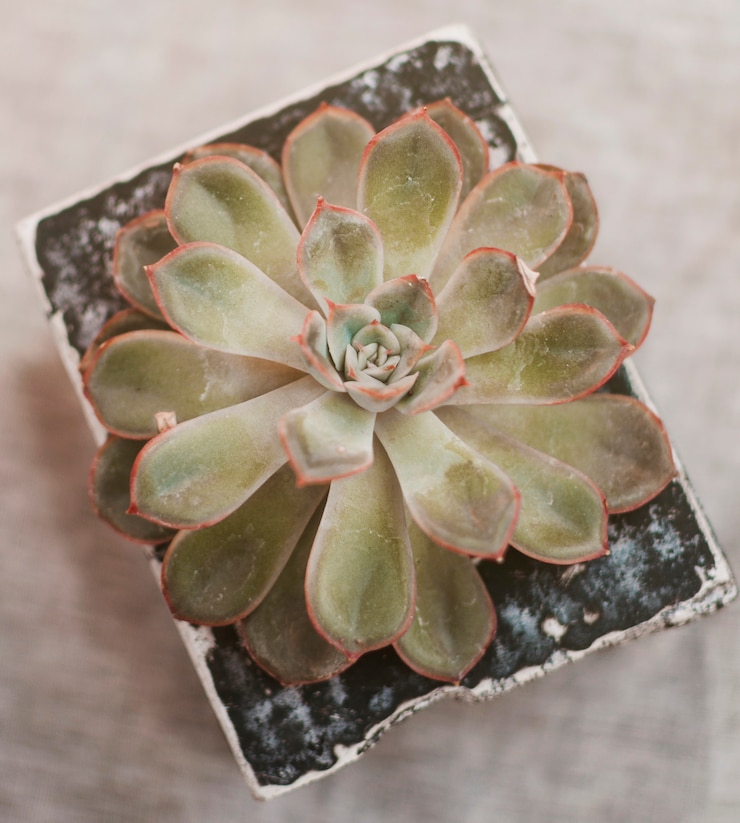 Foto gratuito planta