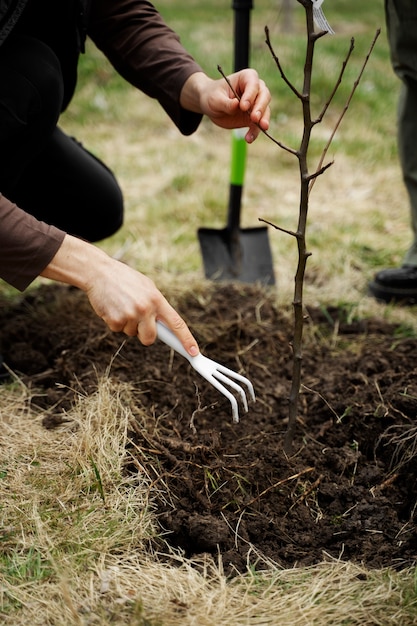 Plantación de árboles como parte del proceso de reforestación