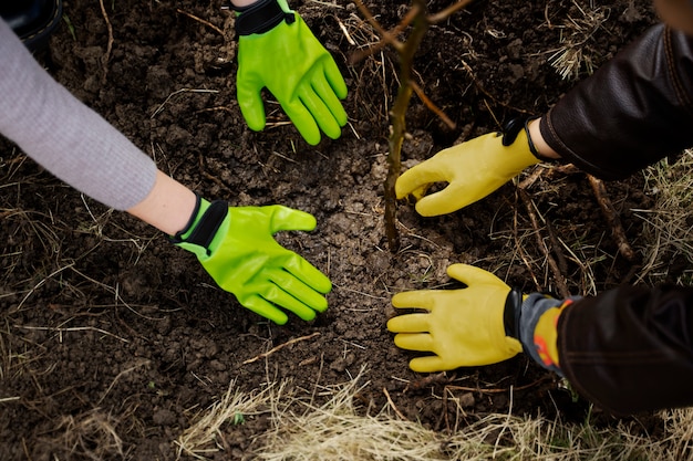 Plantación de árboles como parte del proceso de reforestación