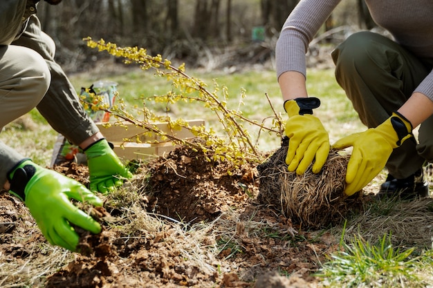 Plantación de árboles como parte del proceso de reforestación