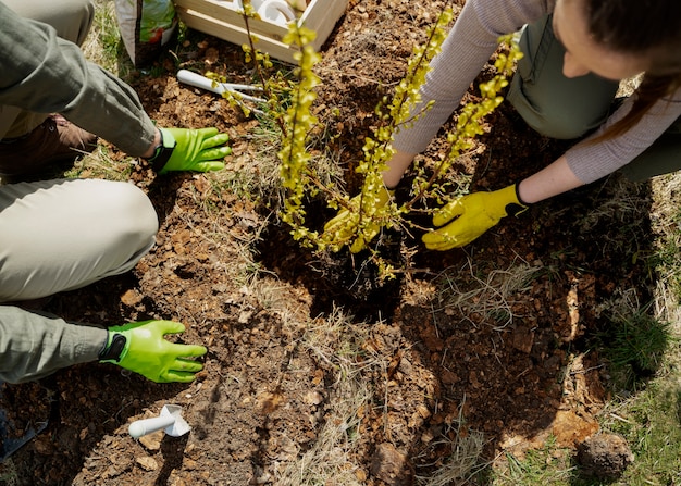 Plantación de árboles como parte del proceso de reforestación